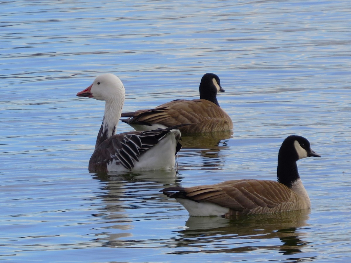 Snow Goose - ML522738461