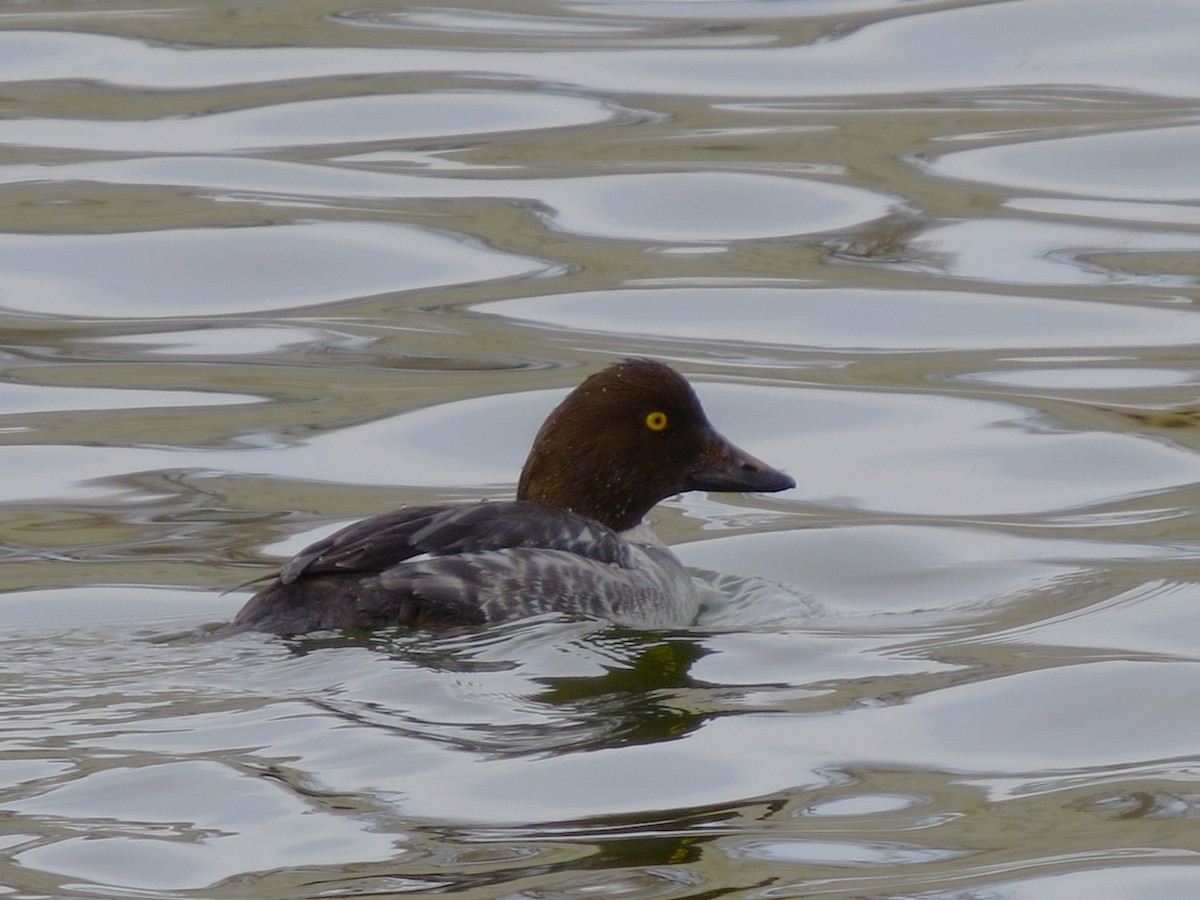 Common Goldeneye - ML522738511
