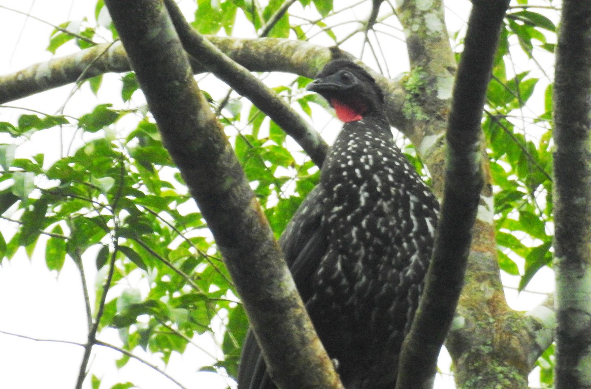 Crested Guan - ML522738541