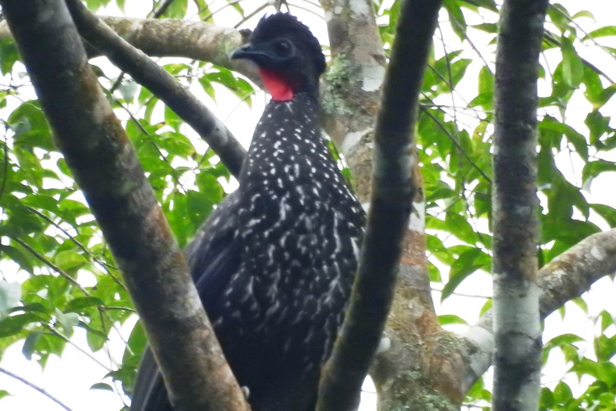 Crested Guan - ML522738601