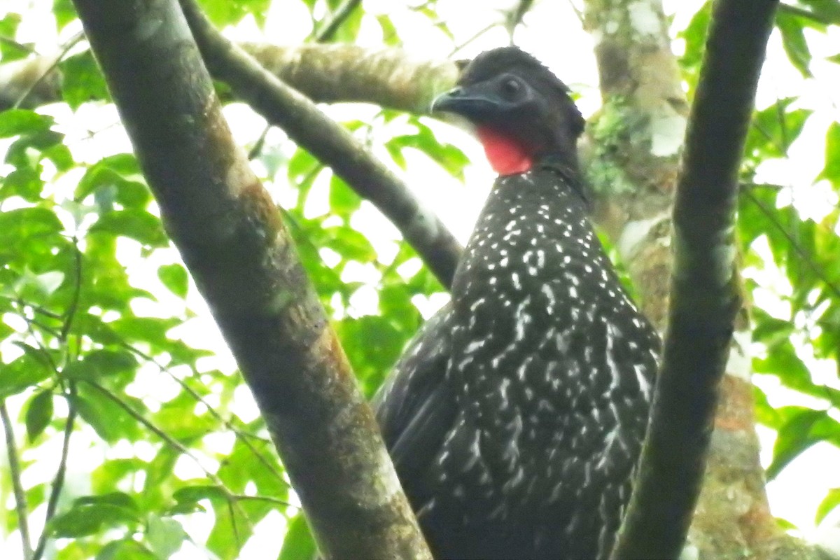Crested Guan - ML522738611