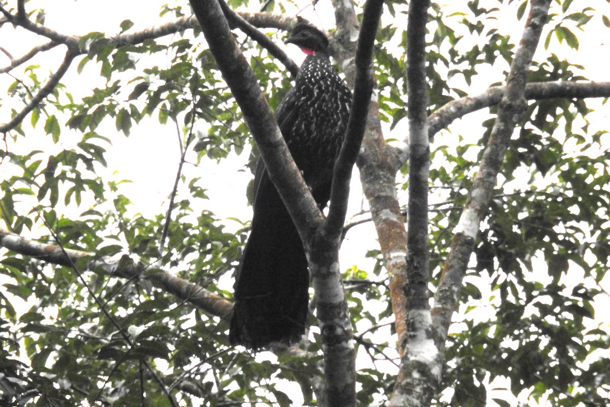 Crested Guan - ML522738621