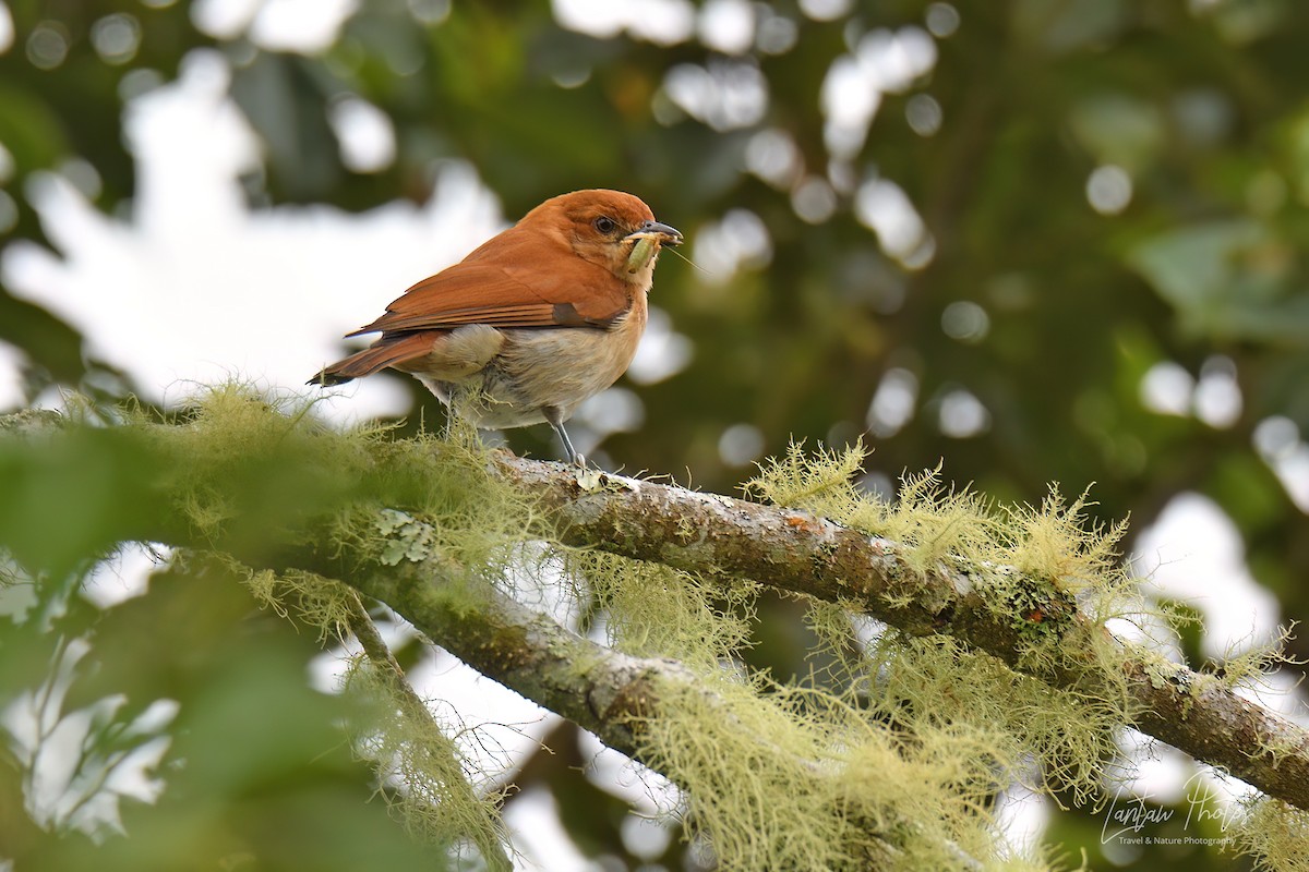 Cinnamon Ibon - ML522739311