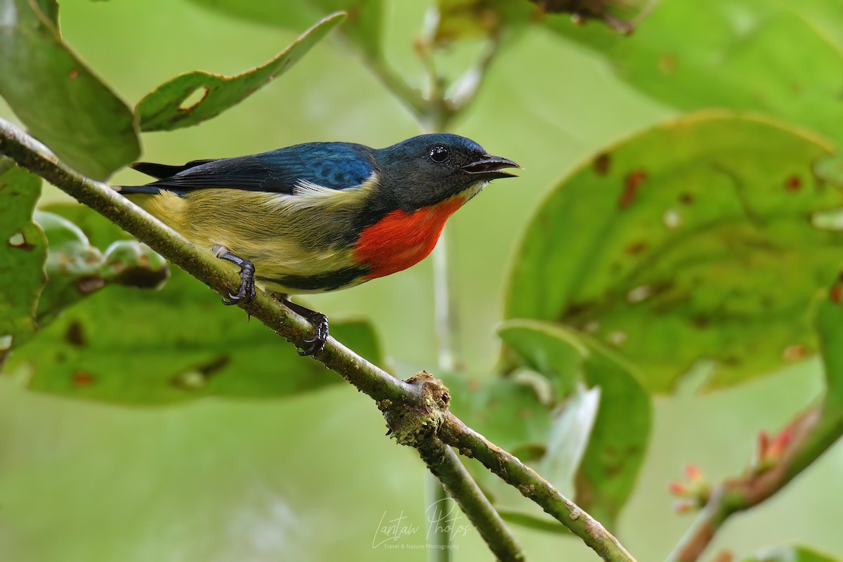 Fire-throated Flowerpecker - Allan Barredo