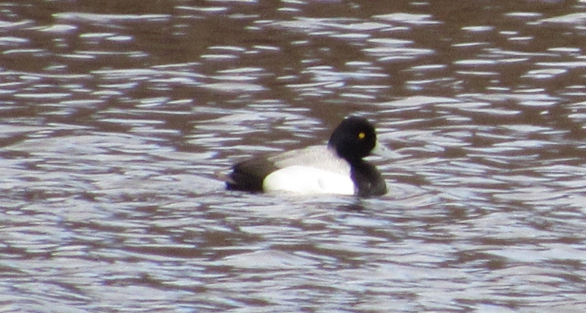 Lesser Scaup - ML52274051