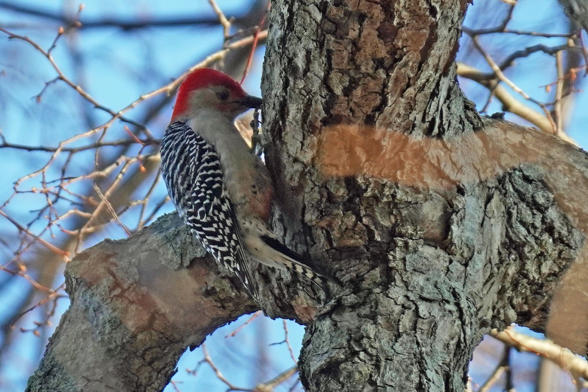 Red-bellied Woodpecker - Susan Iannucci