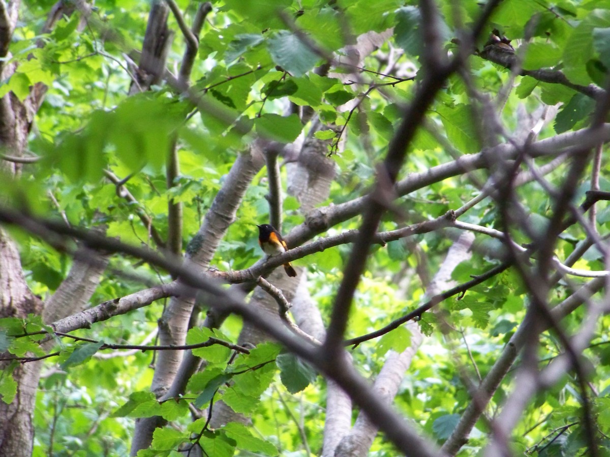 American Redstart - ML522741811