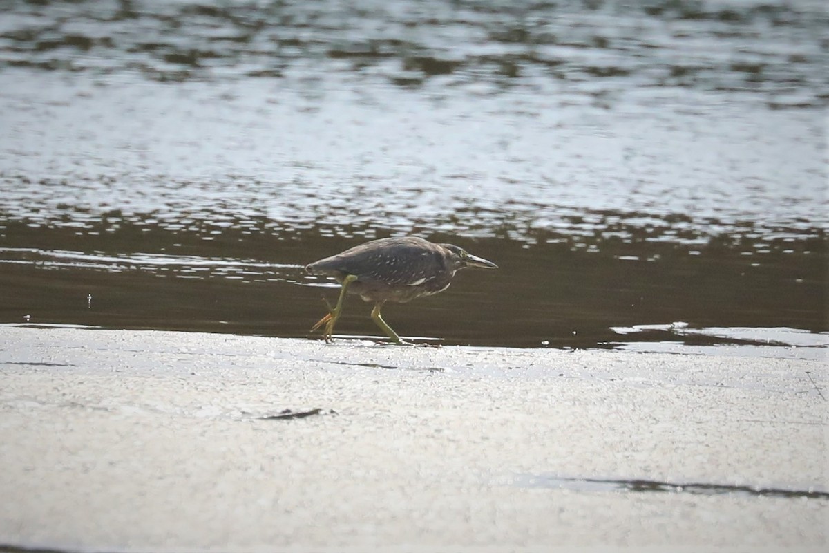 Striated Heron - ML522743281