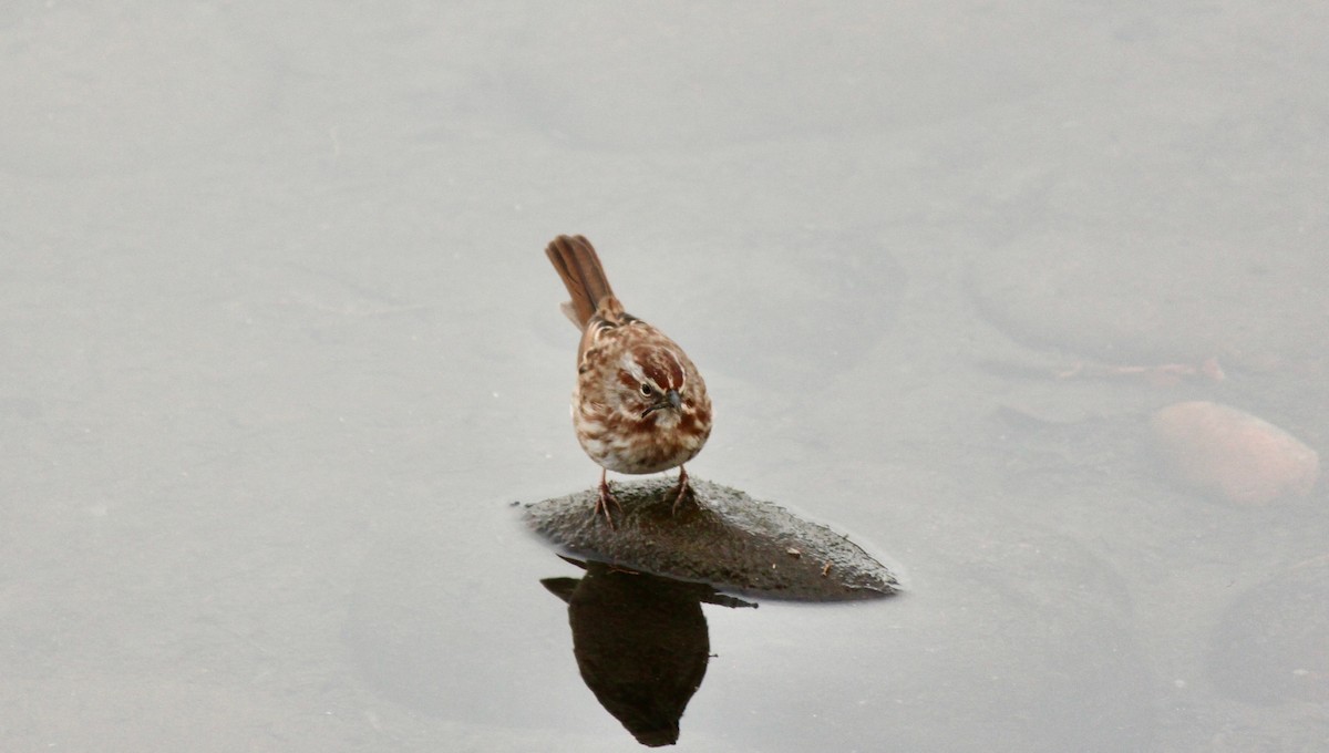 Song Sparrow - Chris Parsons