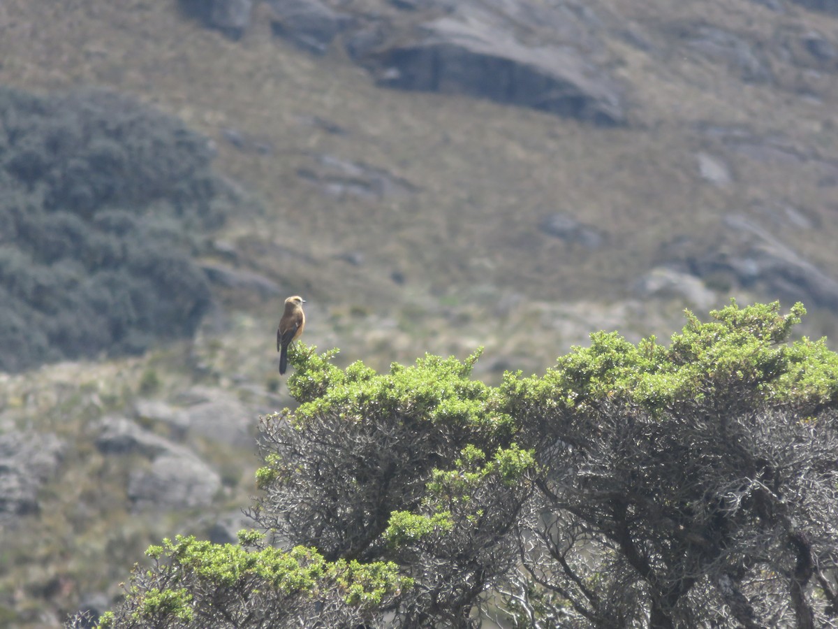 Brown-backed Chat-Tyrant - ML522743981