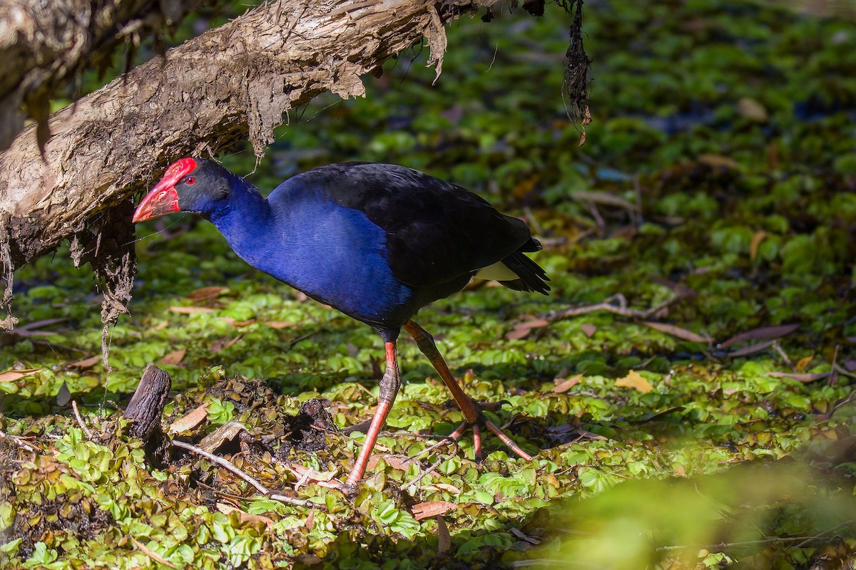 Australasian Swamphen - ML522744081