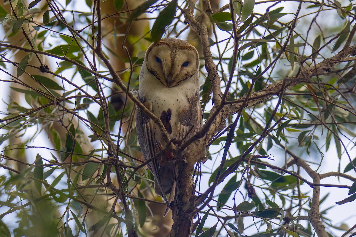 Eastern Barn Owl - ML522744121