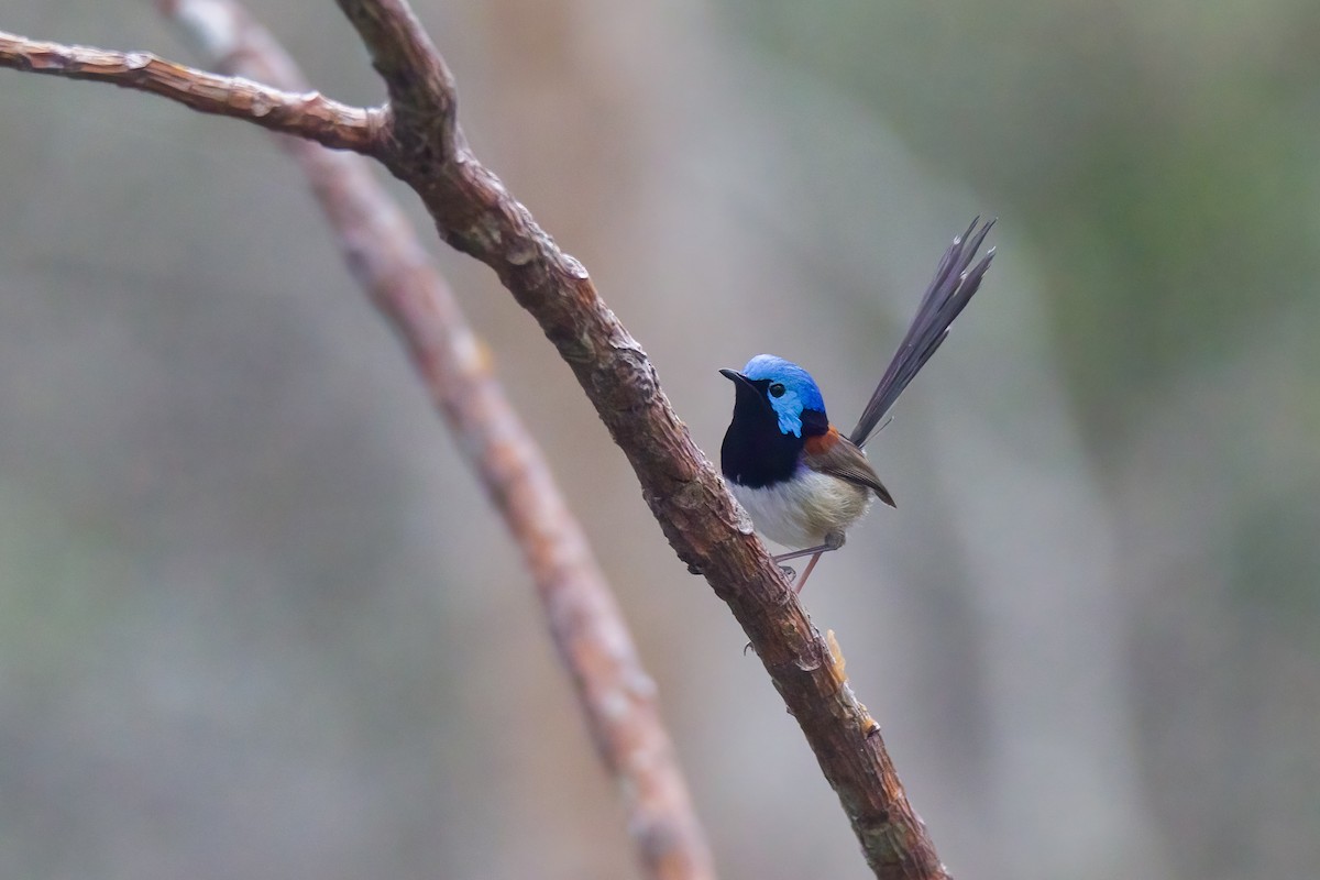 Variegated Fairywren - ML522744151