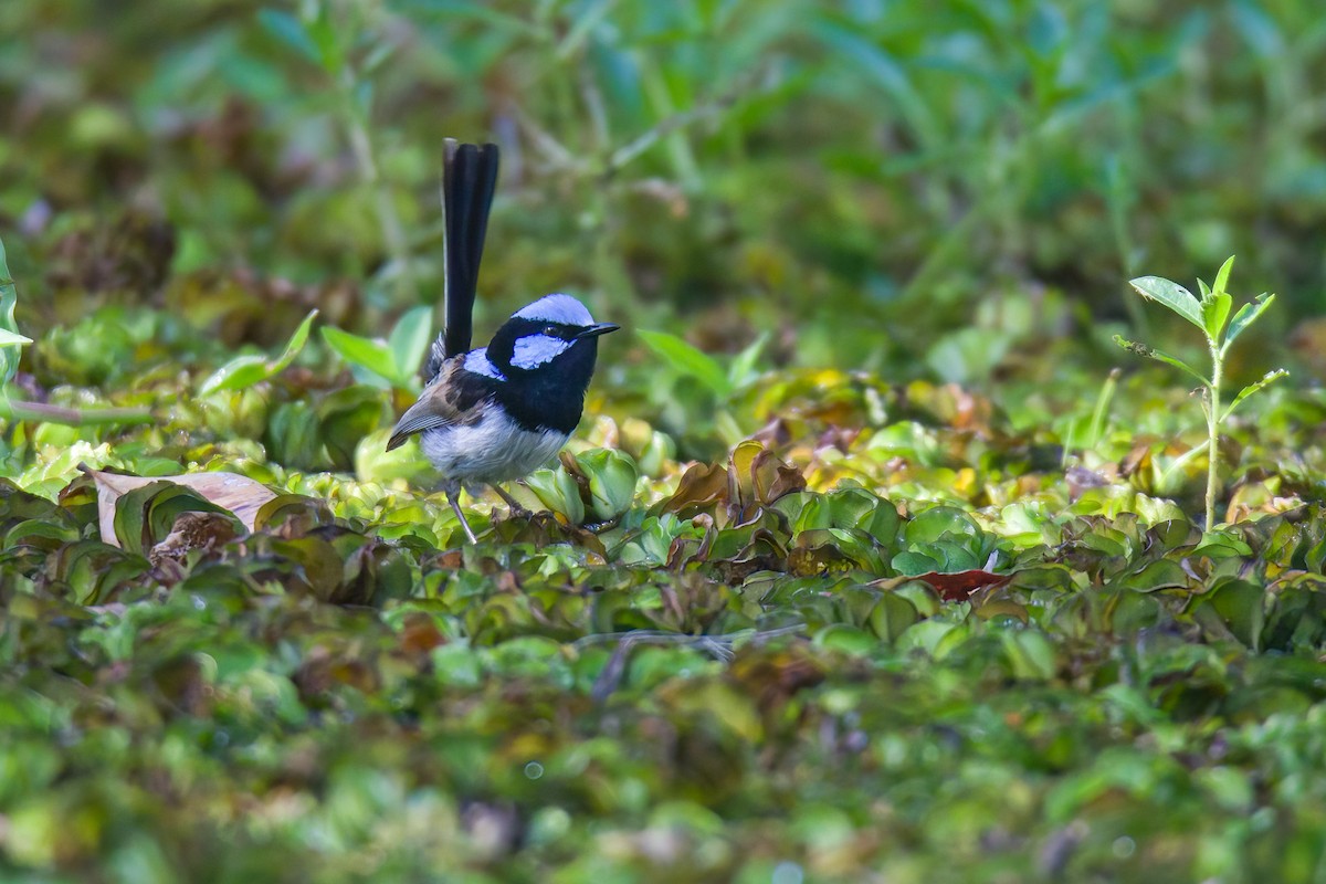 Superb Fairywren - ML522744231