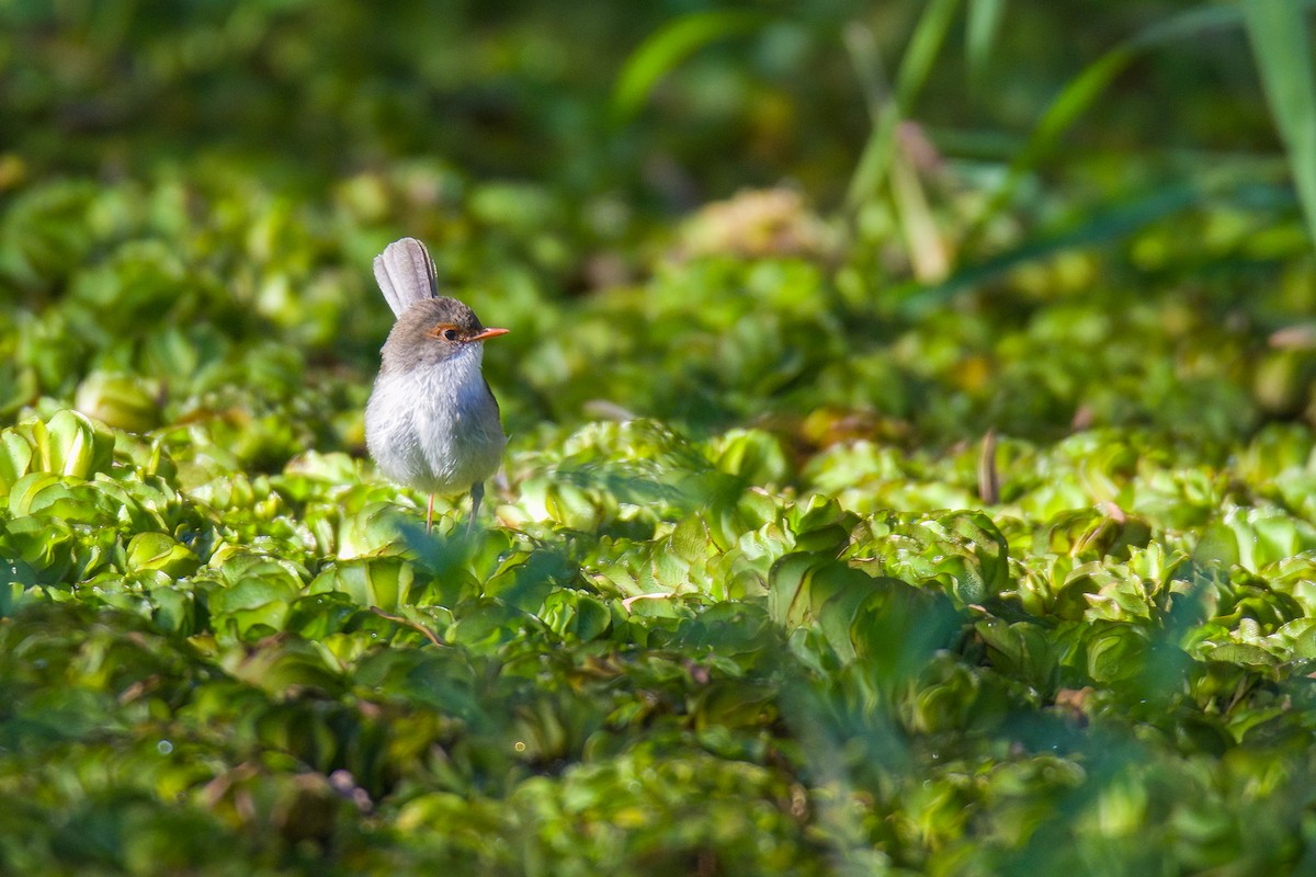 Superb Fairywren - ML522744241