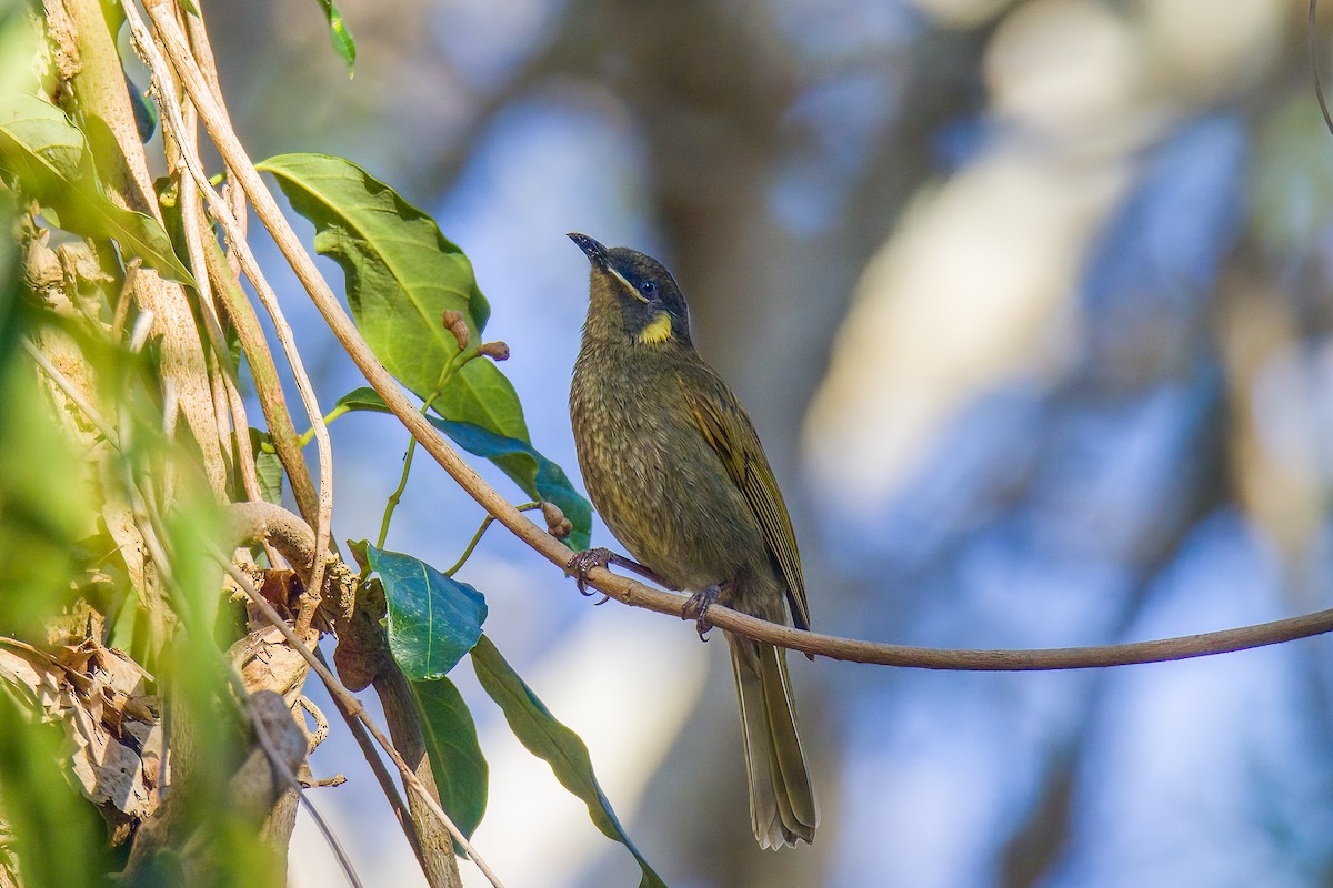 Lewin's Honeyeater - ML522744261