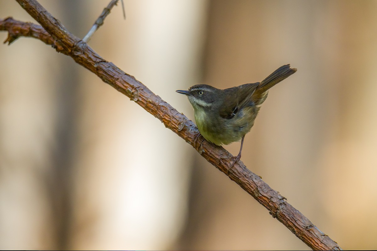 White-browed Scrubwren - ML522744371