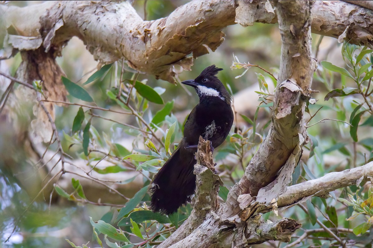Eastern Whipbird - ML522744451