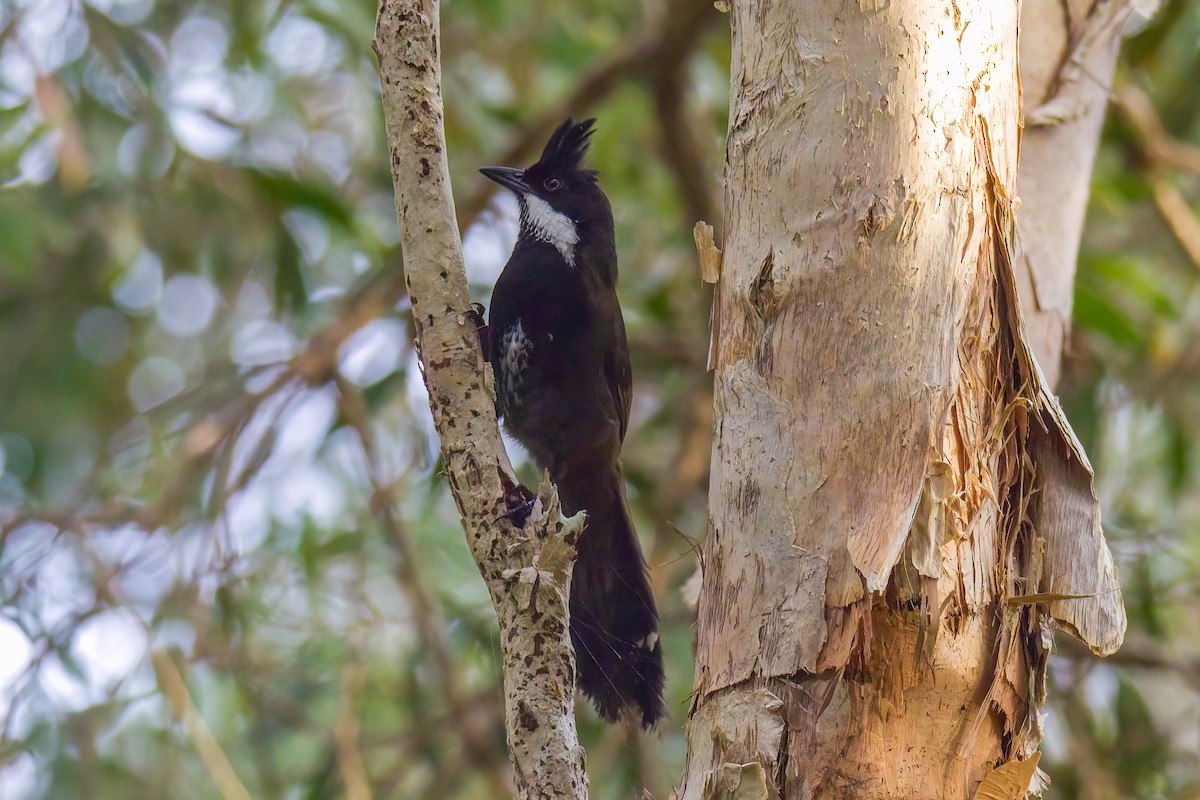 Eastern Whipbird - ML522744461