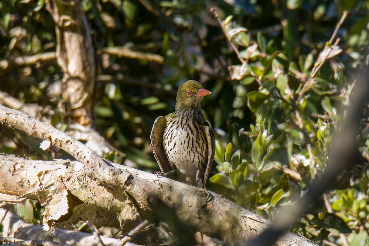 Olive-backed Oriole - ML522744511