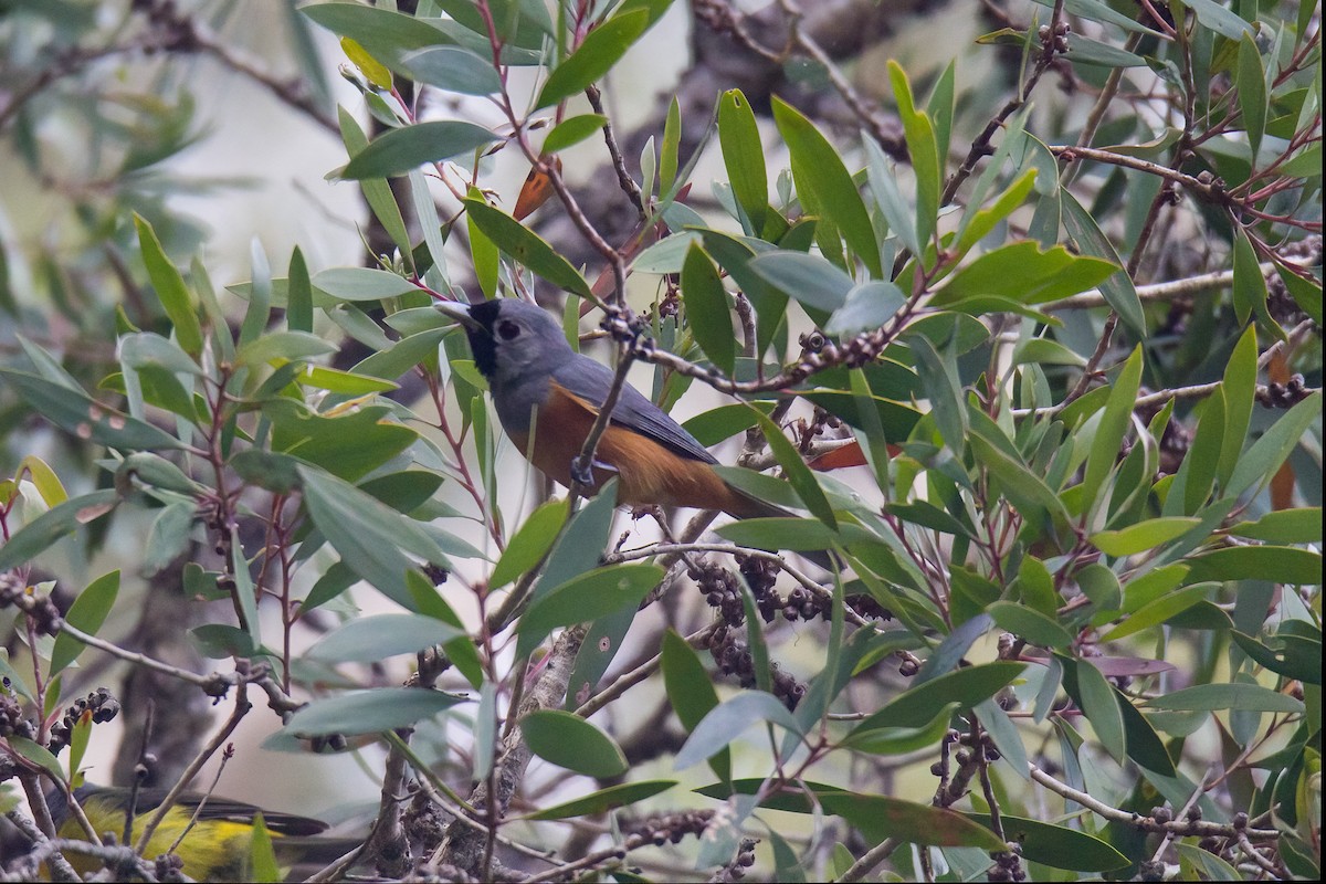 Black-faced Monarch - ML522744601