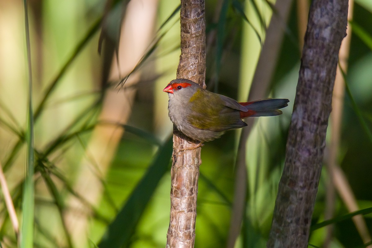 Red-browed Firetail - ML522744641