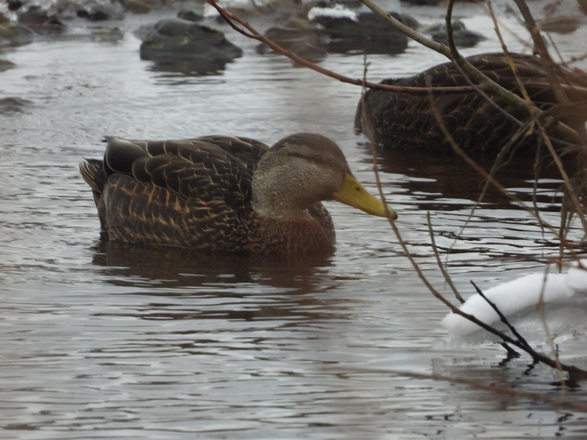 Canard noir - ML522746411