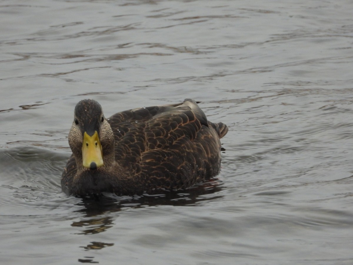 American Black Duck - ML522746421