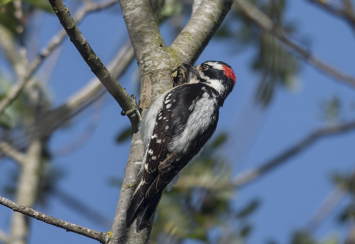 Downy Woodpecker - ML52274681