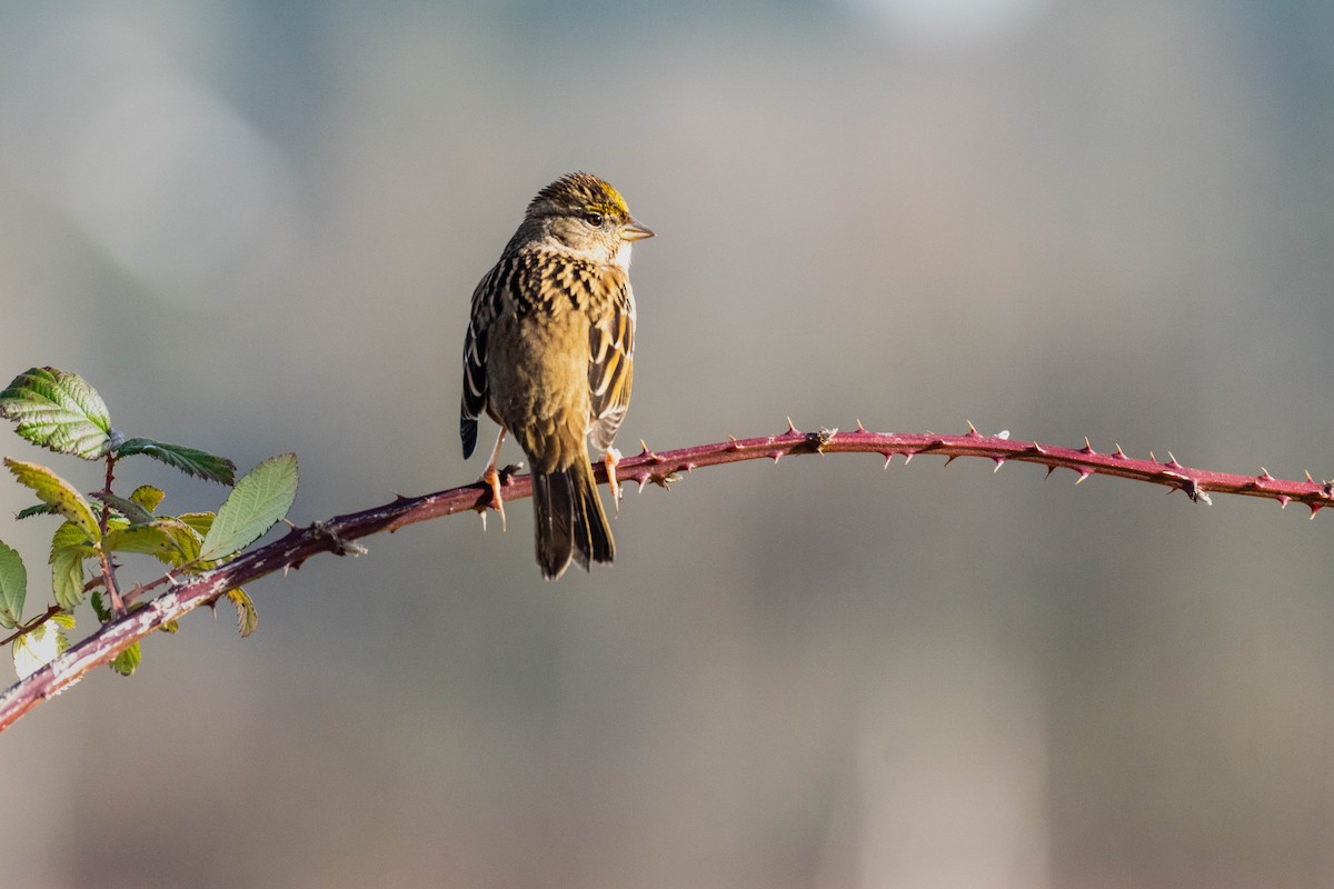 Golden-crowned Sparrow - ML522747461