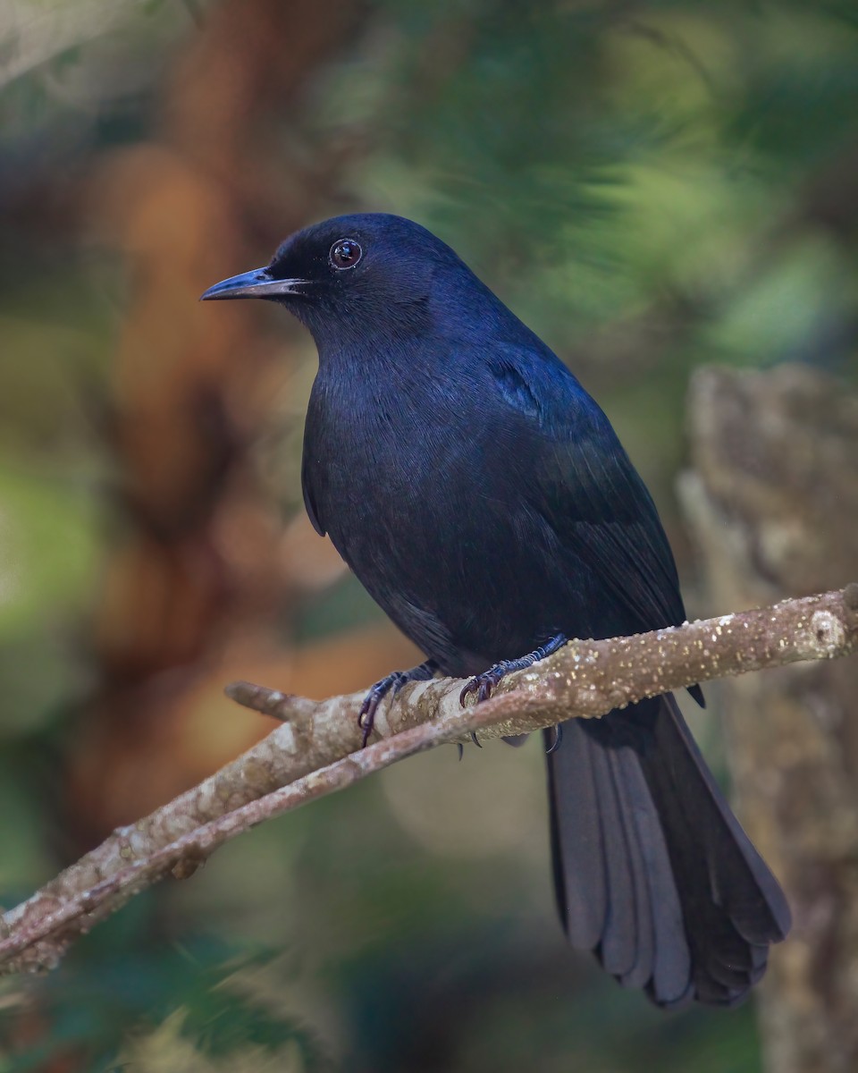 Black Catbird - ML522747761