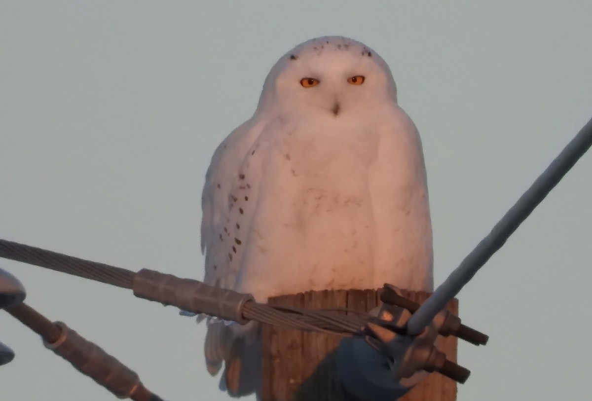 Snowy Owl - ML522748201