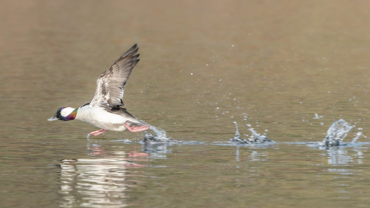 Bufflehead - Sophie Cameron