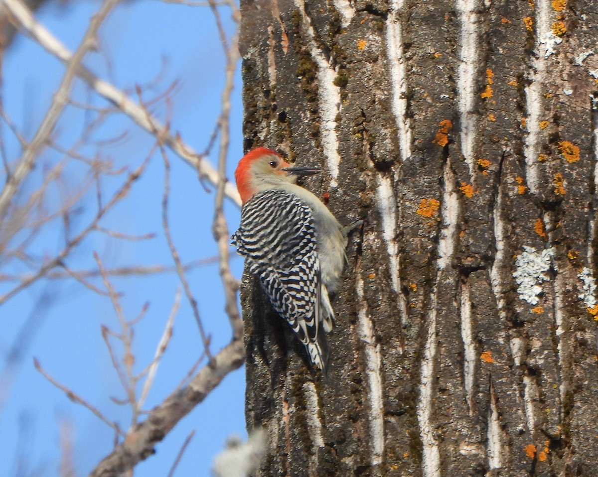Red-bellied Woodpecker - ML522748751