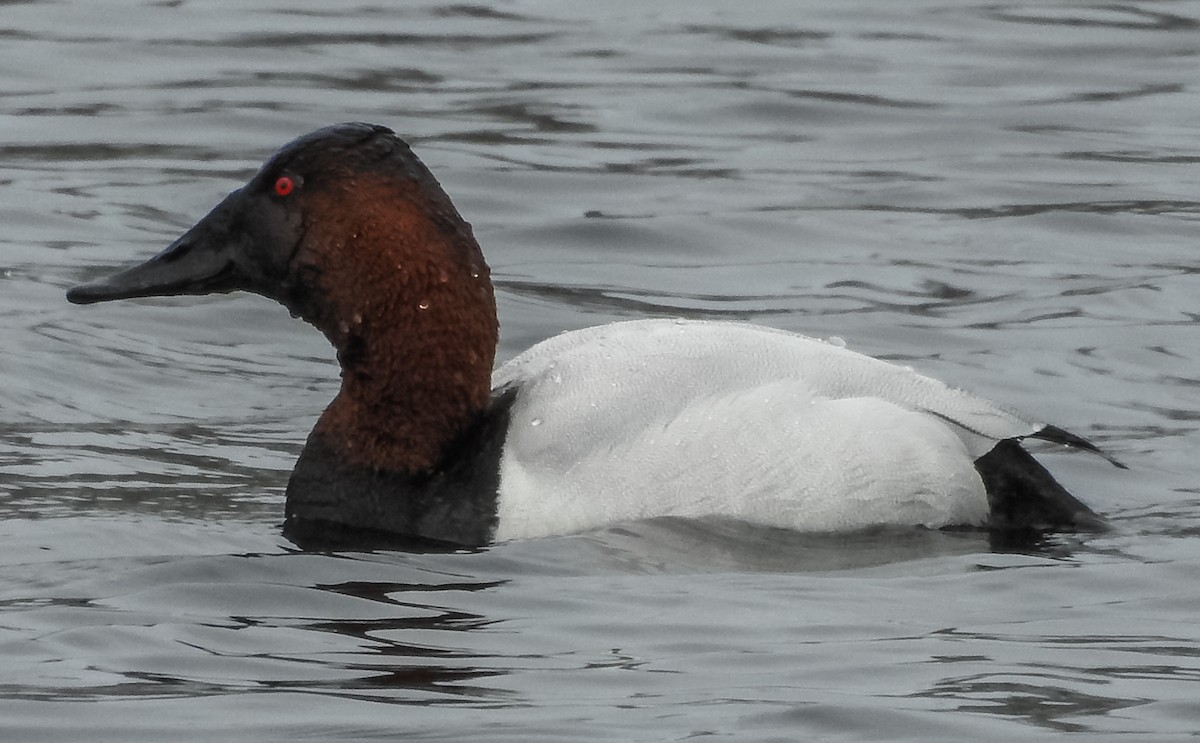 Canvasback - Robert O'Connell