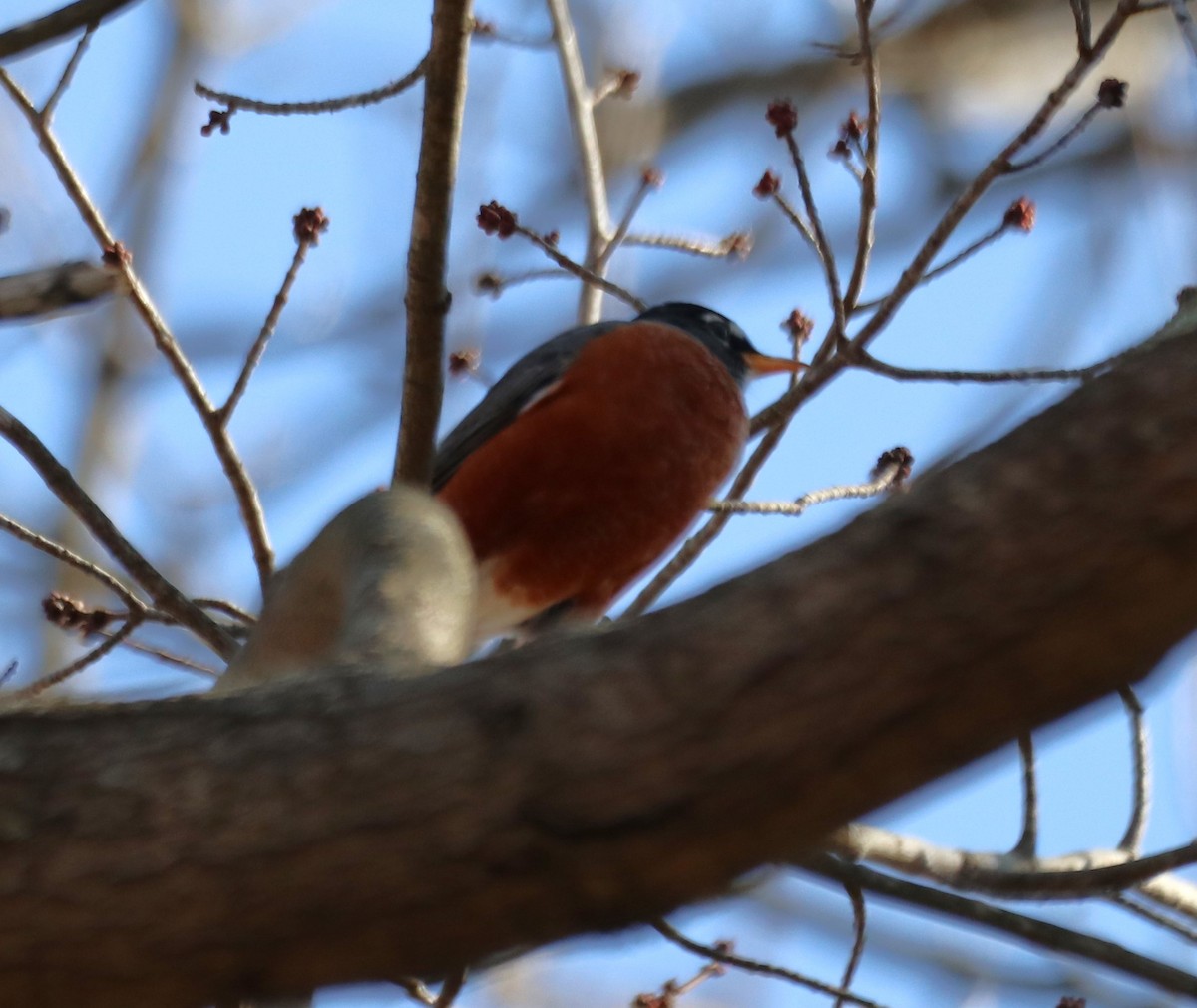 American Robin - ML522751841
