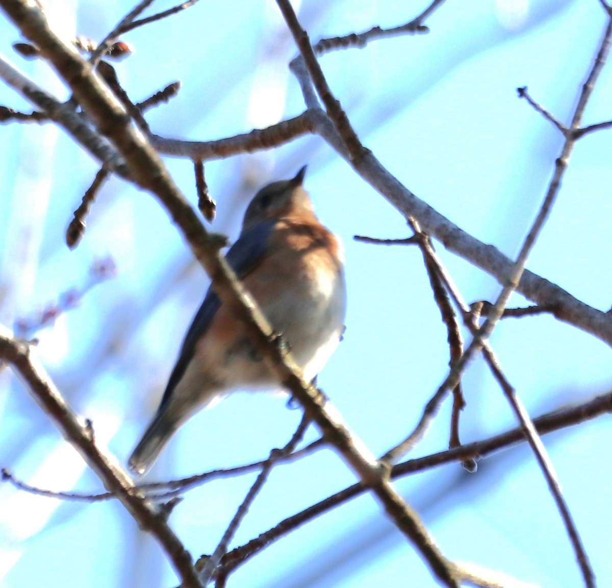 Eastern Bluebird (Eastern) - ML522752001