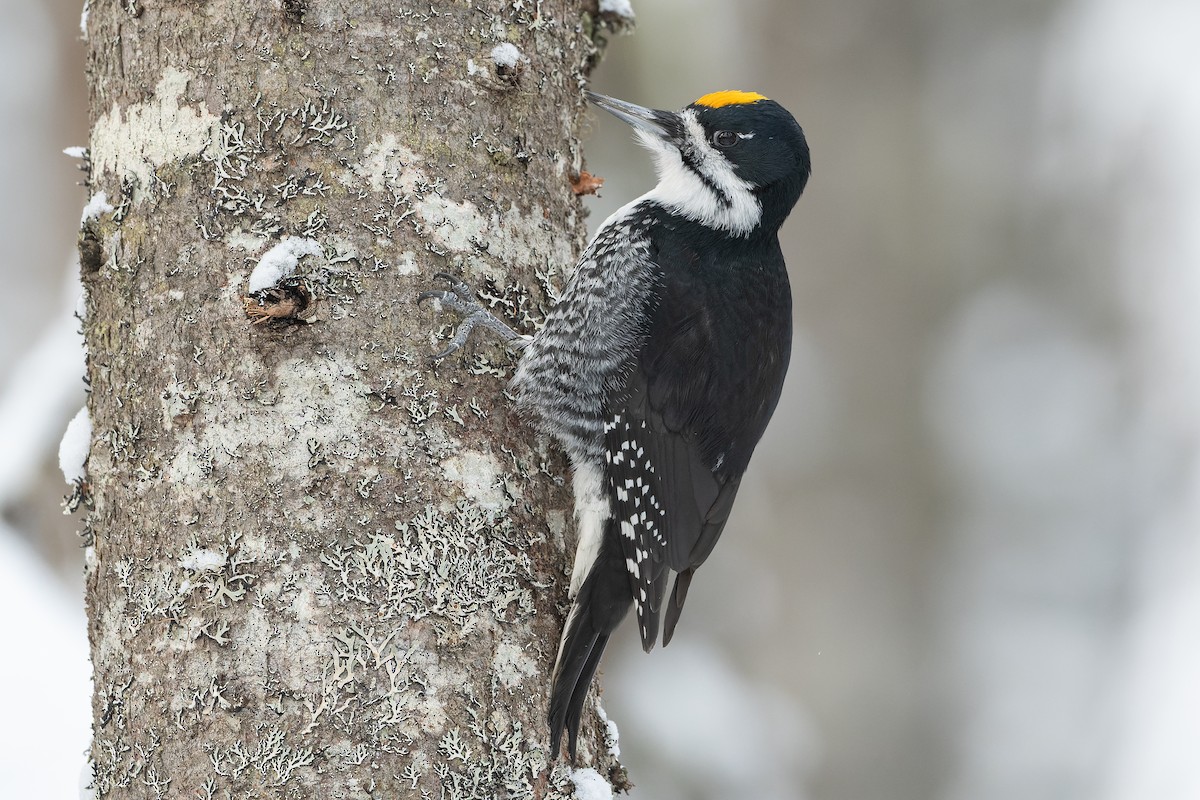 Black-backed Woodpecker - ML522752101