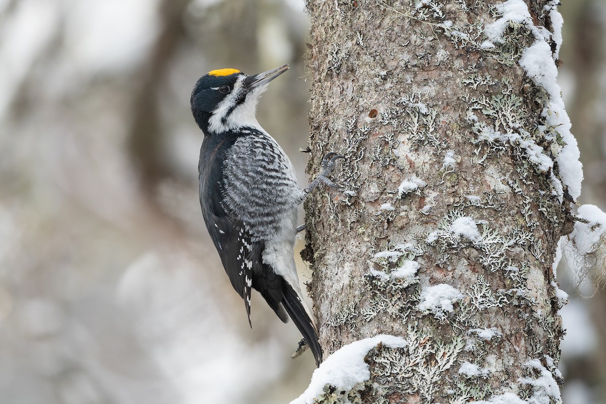 Black-backed Woodpecker - ML522752211