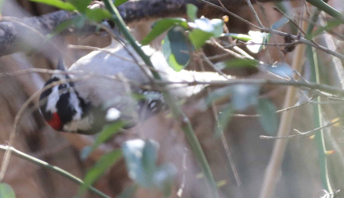 Downy Woodpecker (Eastern) - Beth Fleming Allen