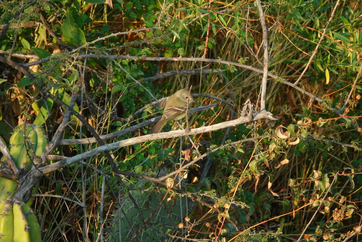 Hammond's Flycatcher - ML522752661