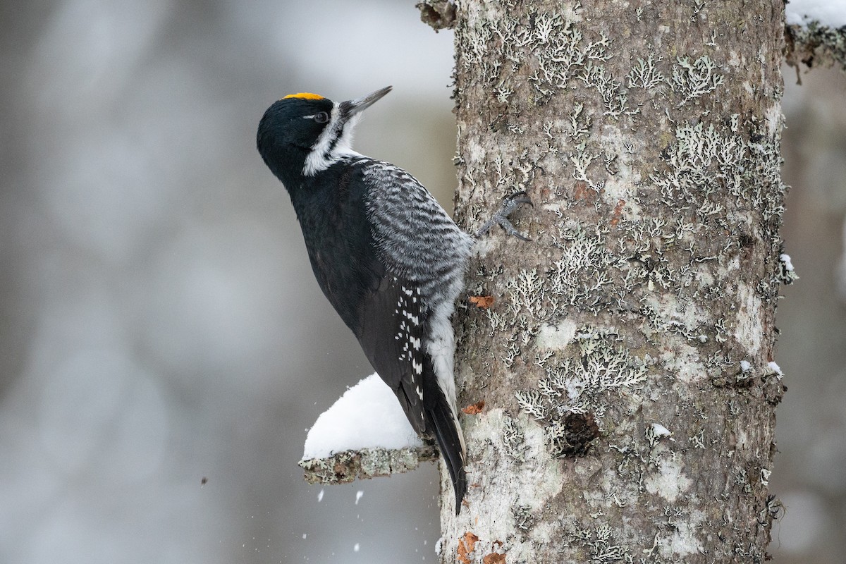 Black-backed Woodpecker - David Turgeon