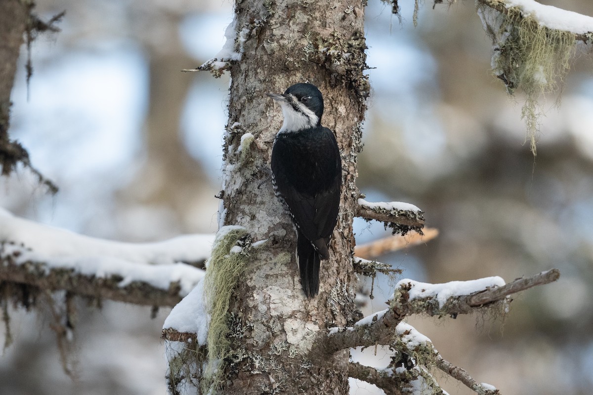 Black-backed Woodpecker - David Turgeon