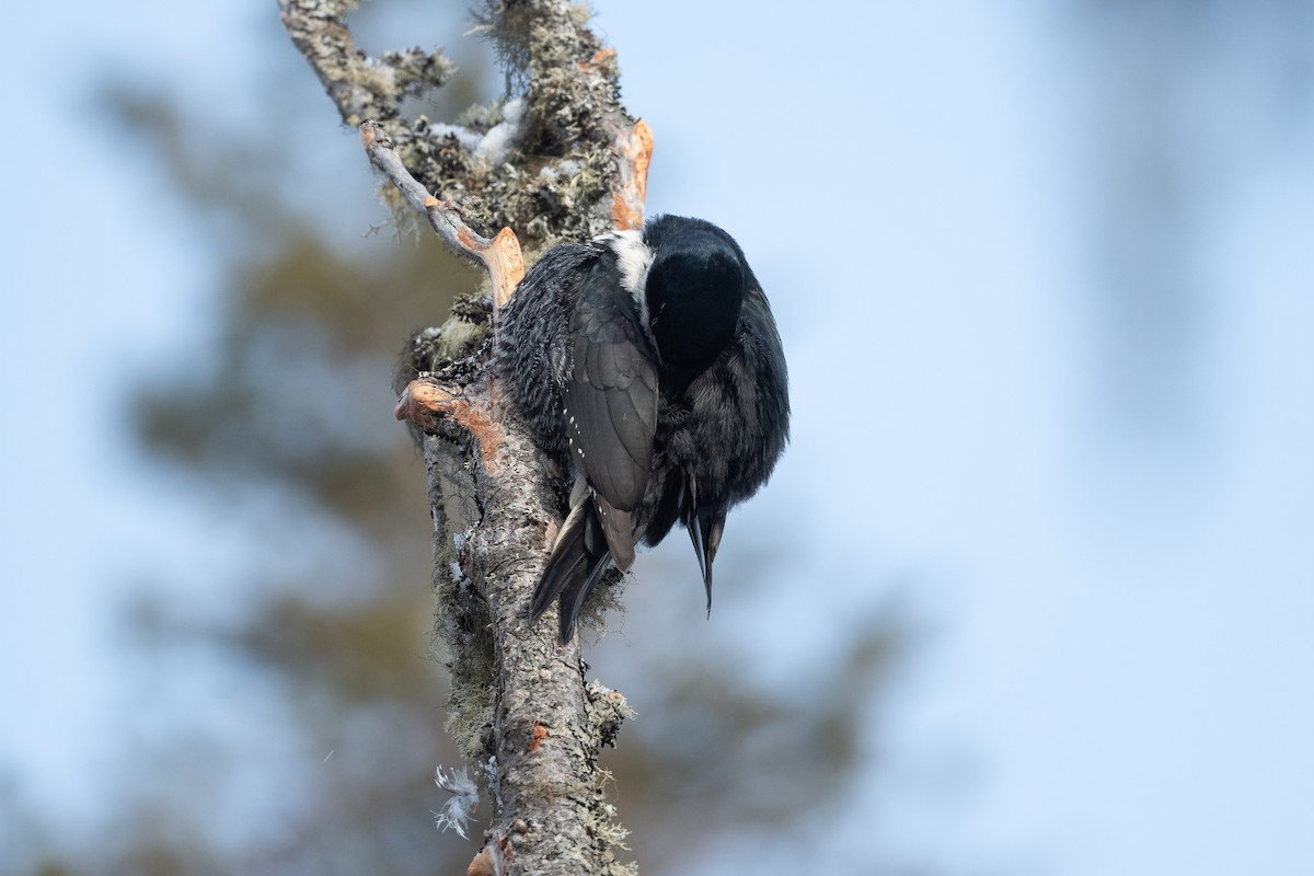 Black-backed Woodpecker - David Turgeon