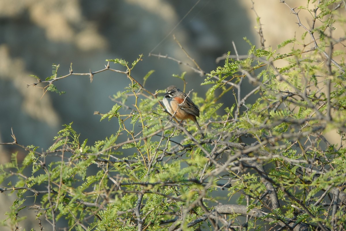 Bridled Sparrow - ML522753091