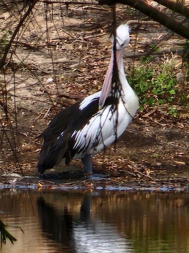 Australian Pelican - ML522753571