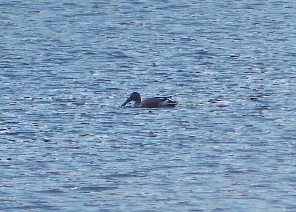 Northern Shoveler - Jim Guion