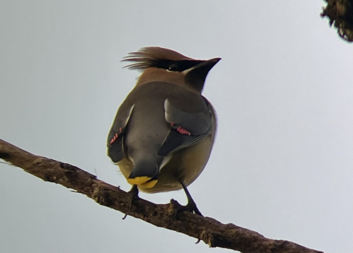 Cedar Waxwing - ML522754351