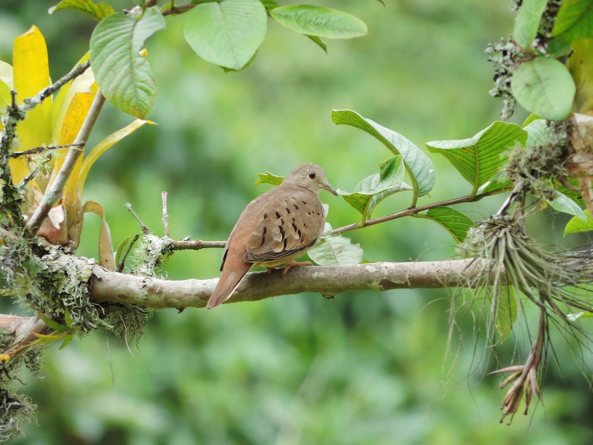 Ruddy Ground Dove - ML522754531