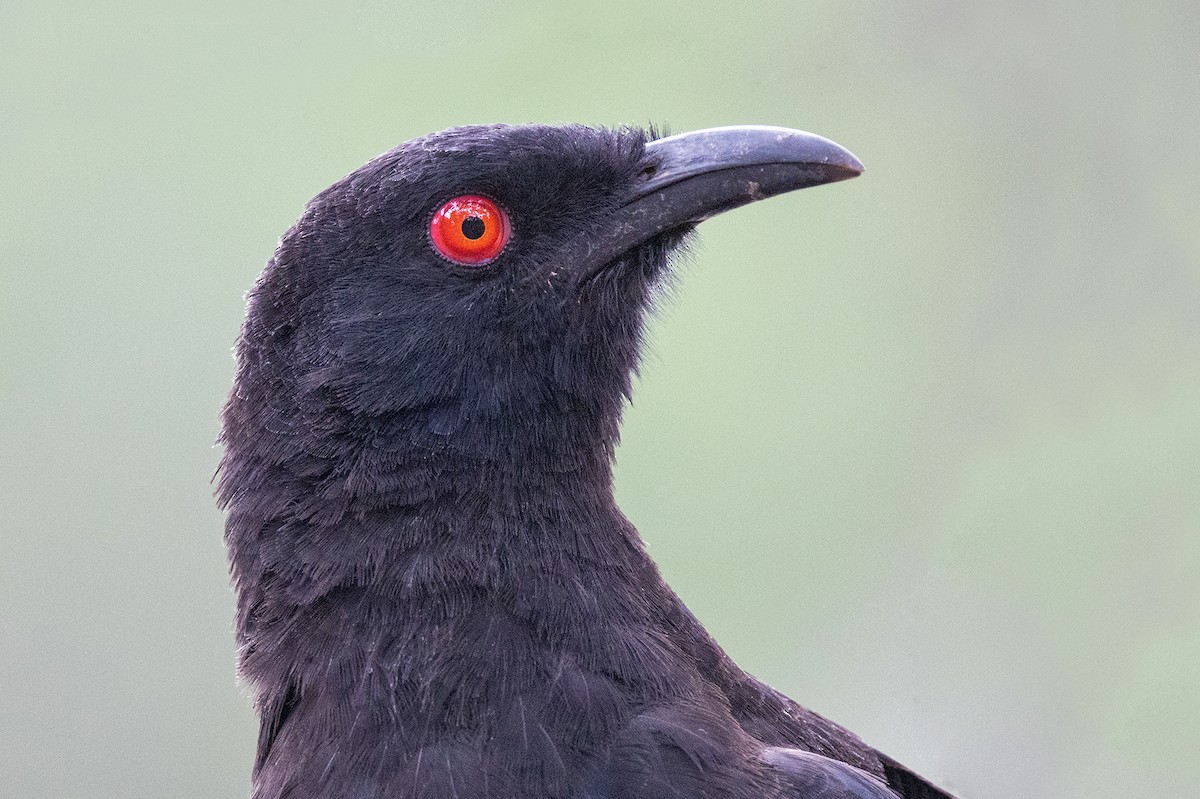 White-winged Chough - ML522754611